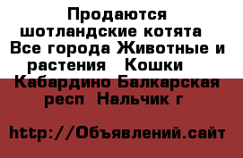 Продаются шотландские котята - Все города Животные и растения » Кошки   . Кабардино-Балкарская респ.,Нальчик г.